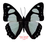 Pyrrhogyra otalais (Peru)